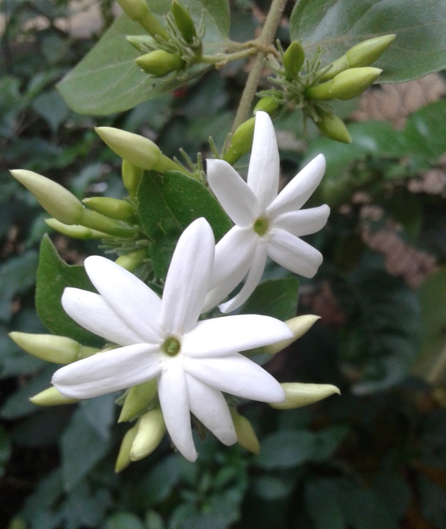 White Flowers (Jui) | Maayboli Free Images